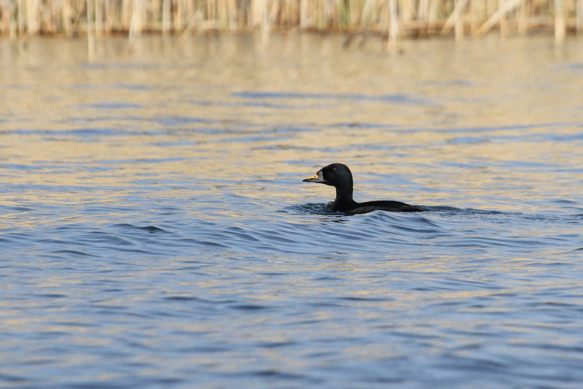 Common Scoter - ML647125320