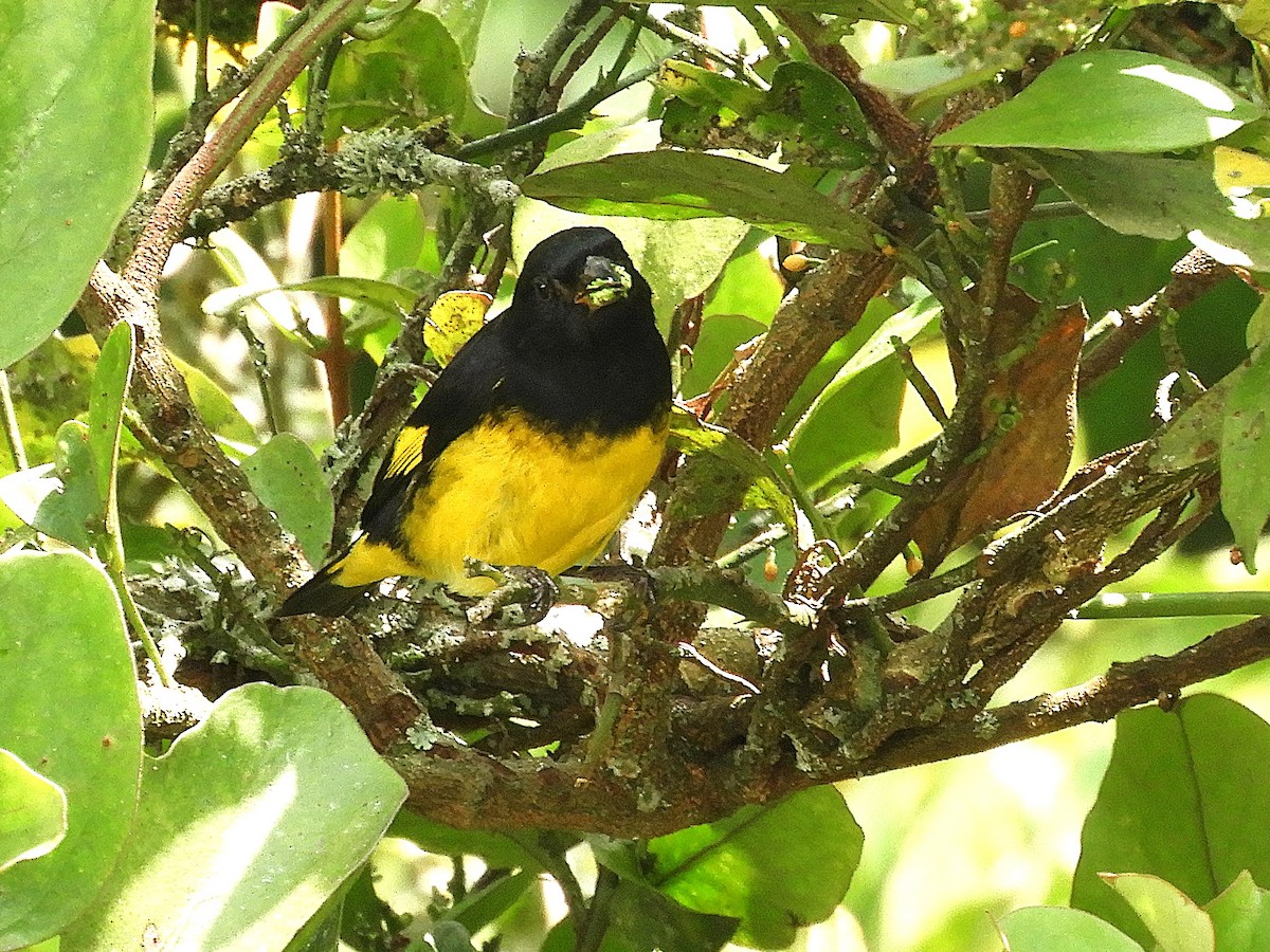 Yellow-bellied Siskin - ML647125321