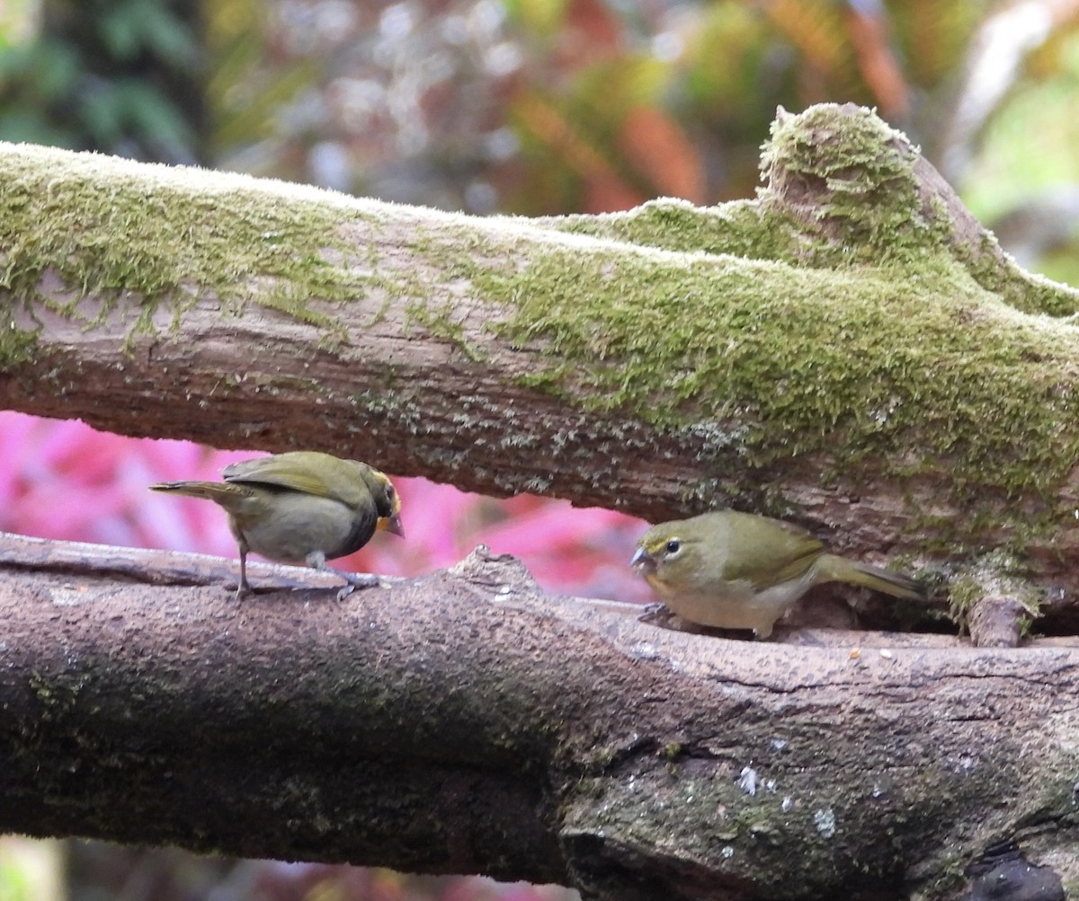 Goldbrauen-Gimpeltangare - ML647125322