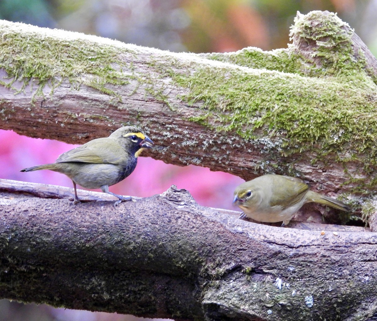 Goldbrauen-Gimpeltangare - ML647125323