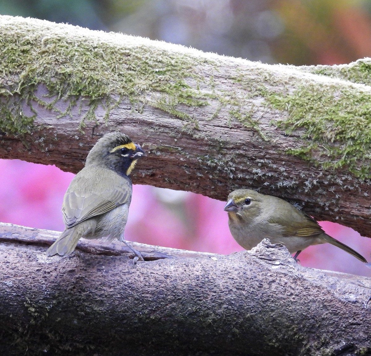 Goldbrauen-Gimpeltangare - ML647125324