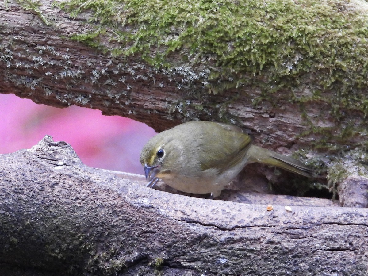 Goldbrauen-Gimpeltangare - ML647125325