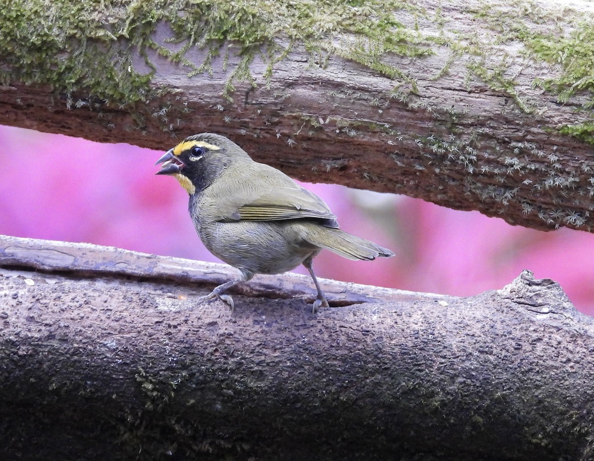 Goldbrauen-Gimpeltangare - ML647125326