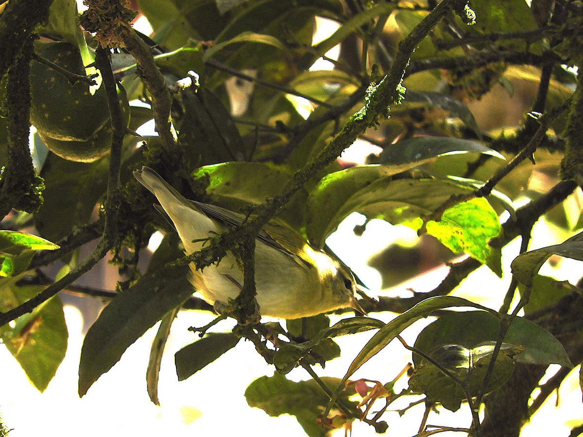 Червоїд світлобровий - ML647125335