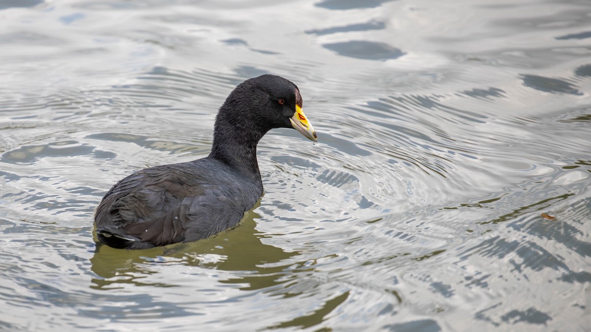 American Coot - ML647125343