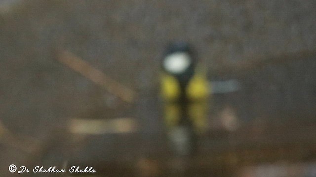 Зеленоспинная синица - ML647125346