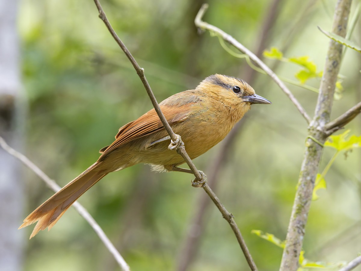 Buff-fronted Foliage-gleaner - ML647125347