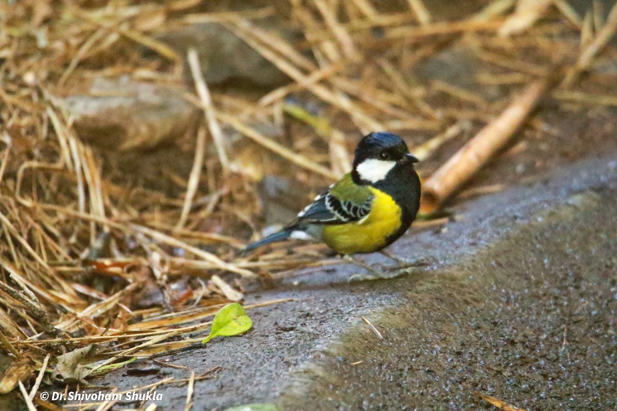 Green-backed Tit - ML647125352