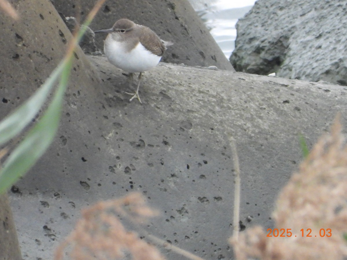 ביצנית לבנת-בטן - ML647125353