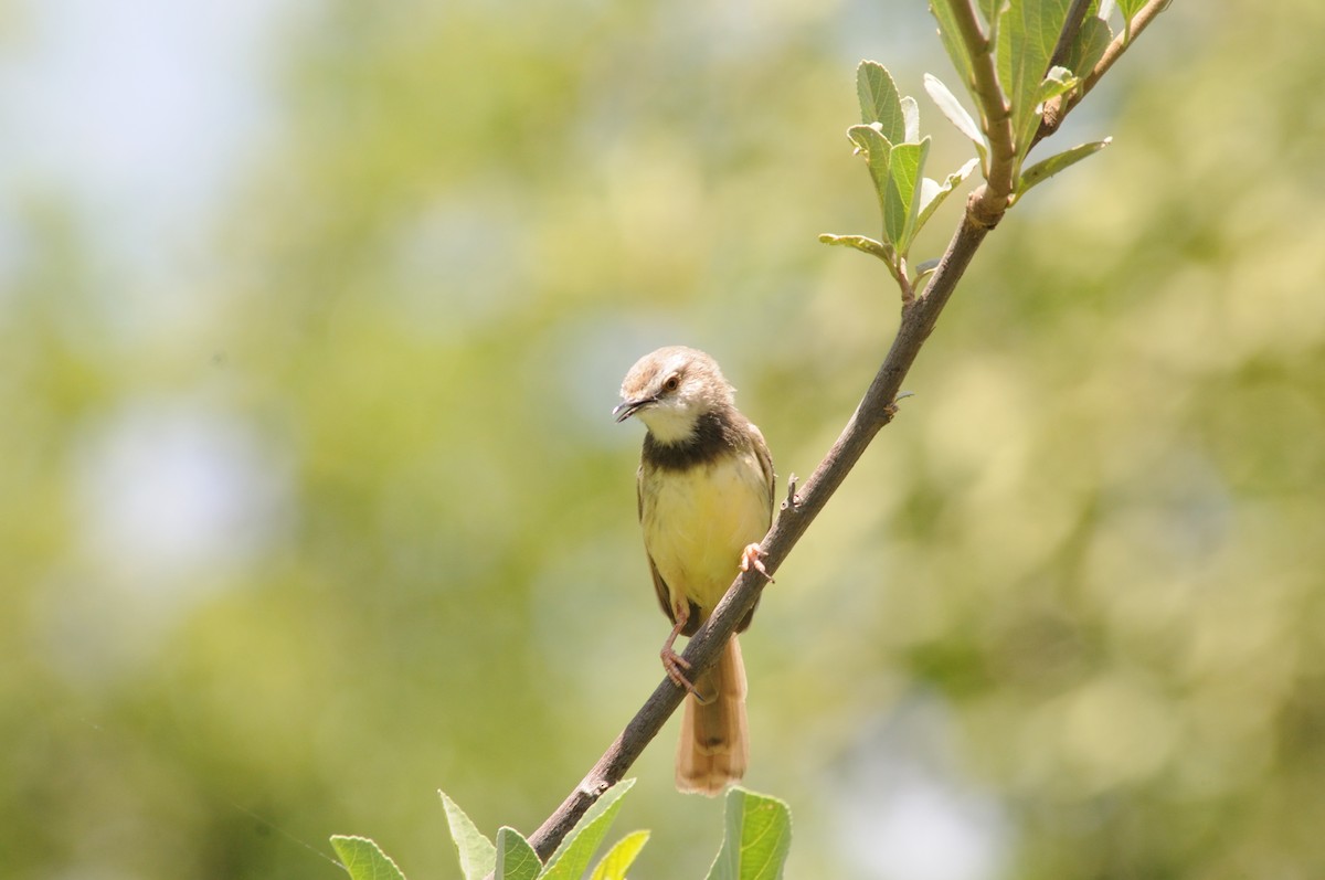 Kara Göğüslü Prinya - ML647125359