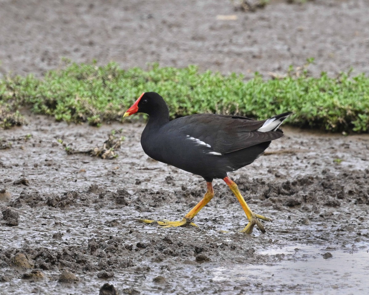 Common Gallinule (Hawaiian) - ML647125362