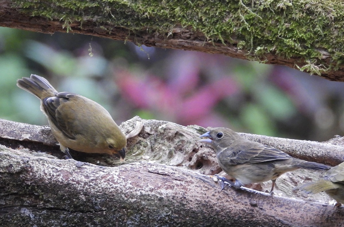 シコンヒワ - ML647125363