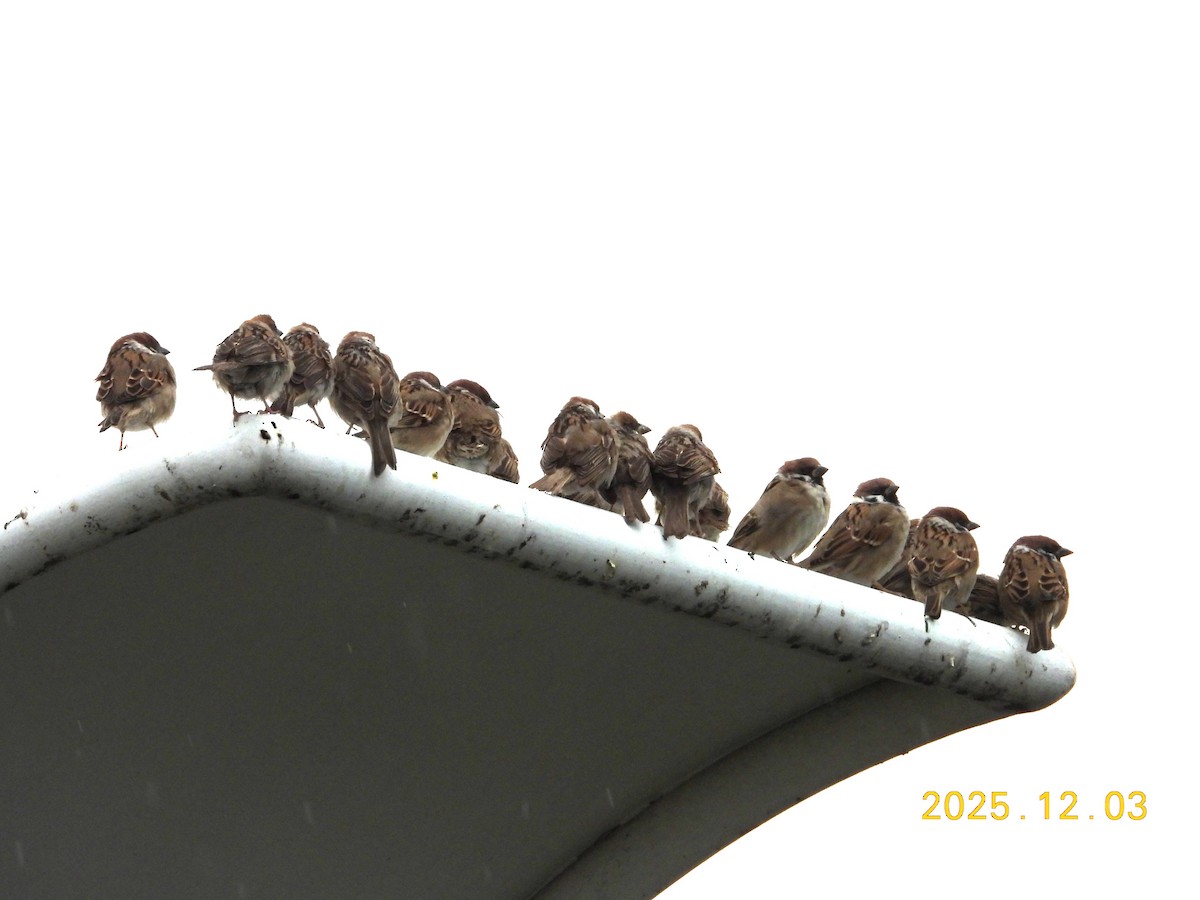 דרור הרים - ML647125369