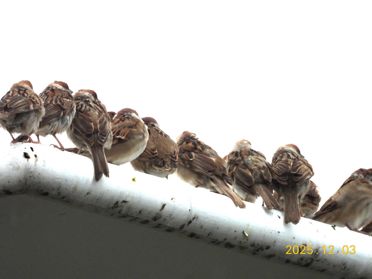 דרור הרים - ML647125370