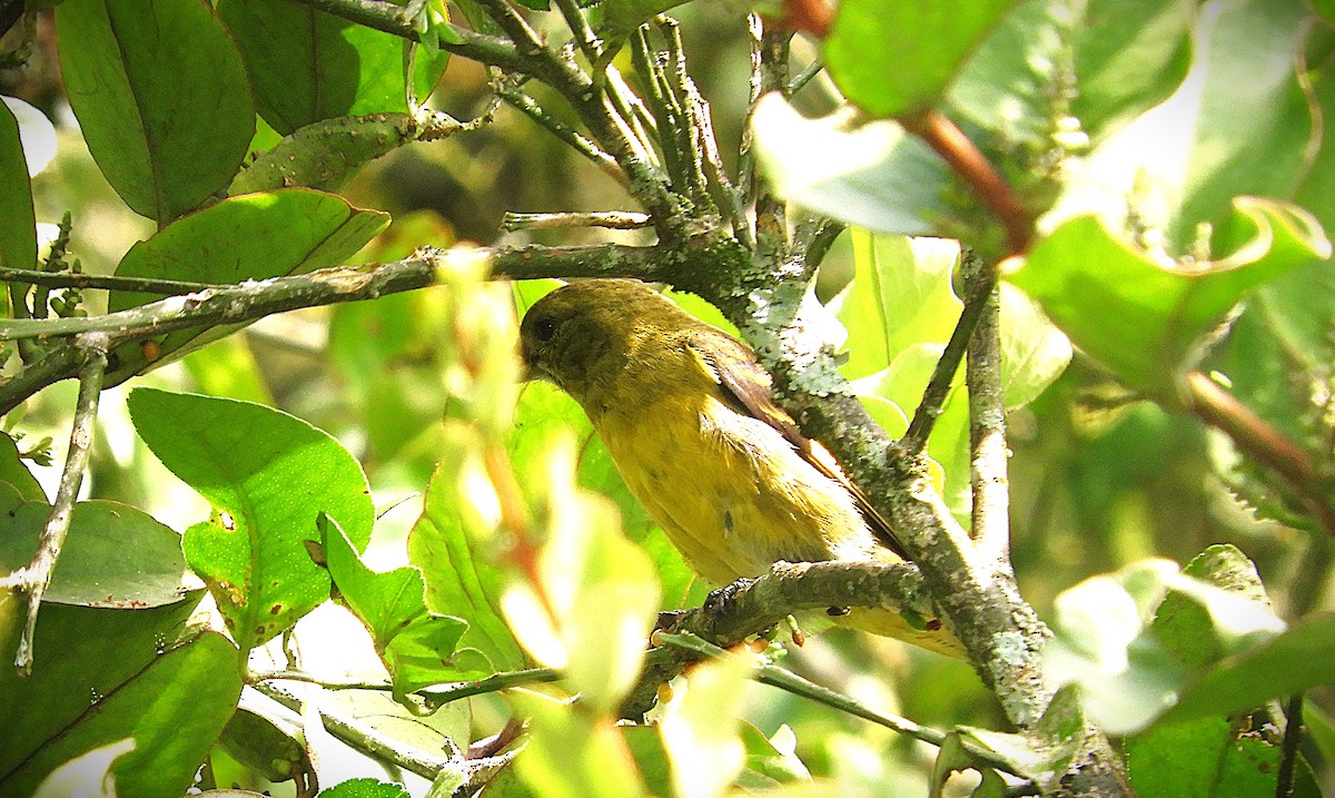 Yellow-bellied Siskin - ML647125371