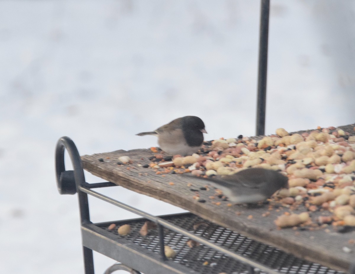Dark-eyed Junco (Oregon) - ML647125373