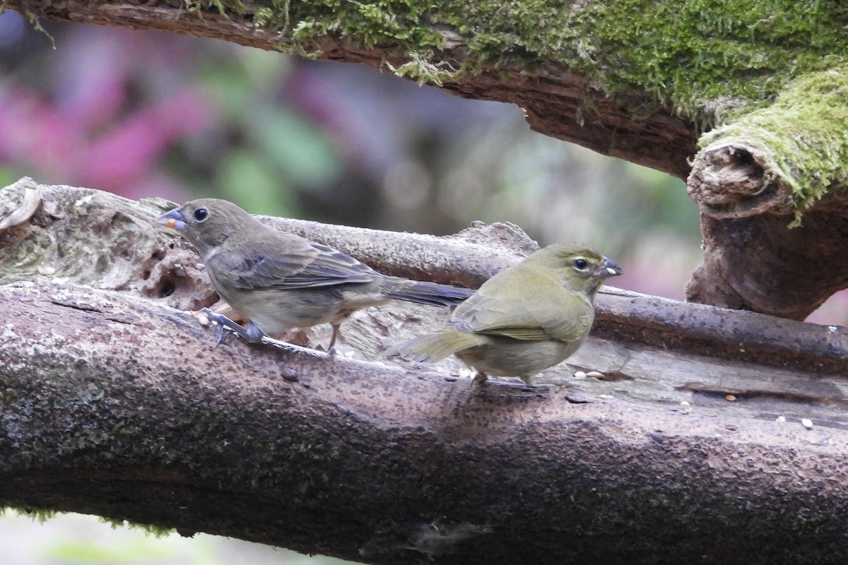 シコンヒワ - ML647125374