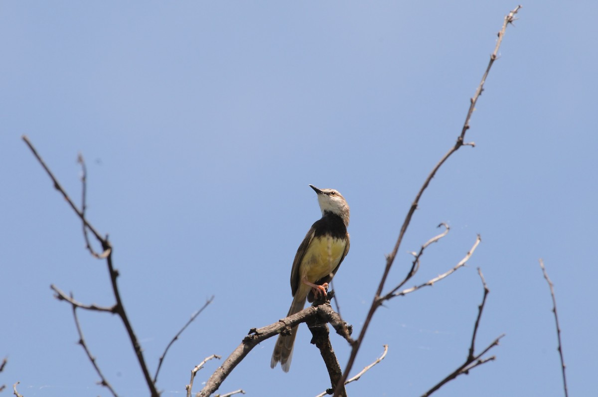 Kara Göğüslü Prinya - ML647125375