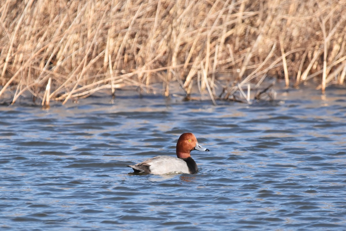 Porrón Americano - ML647125378