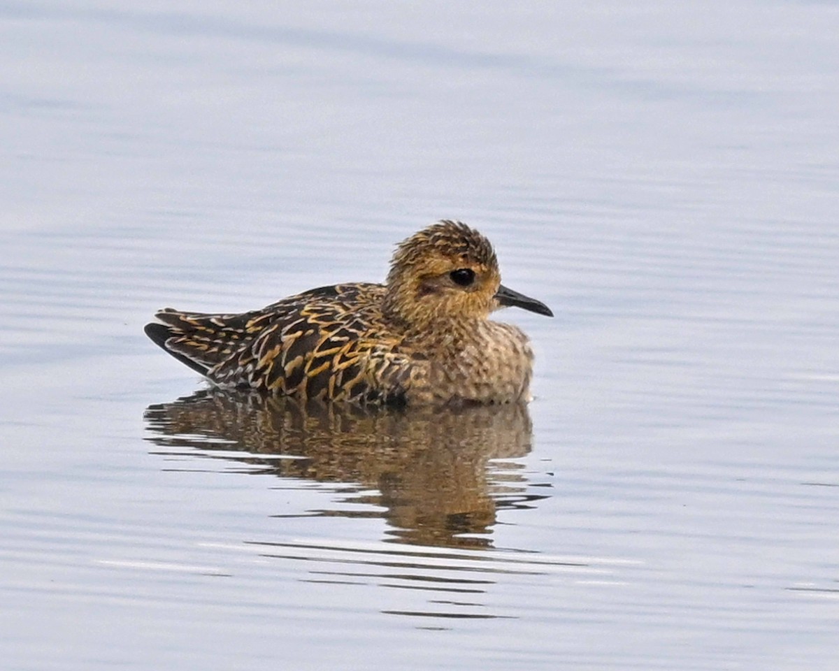 Piviere orientale - ML647125380