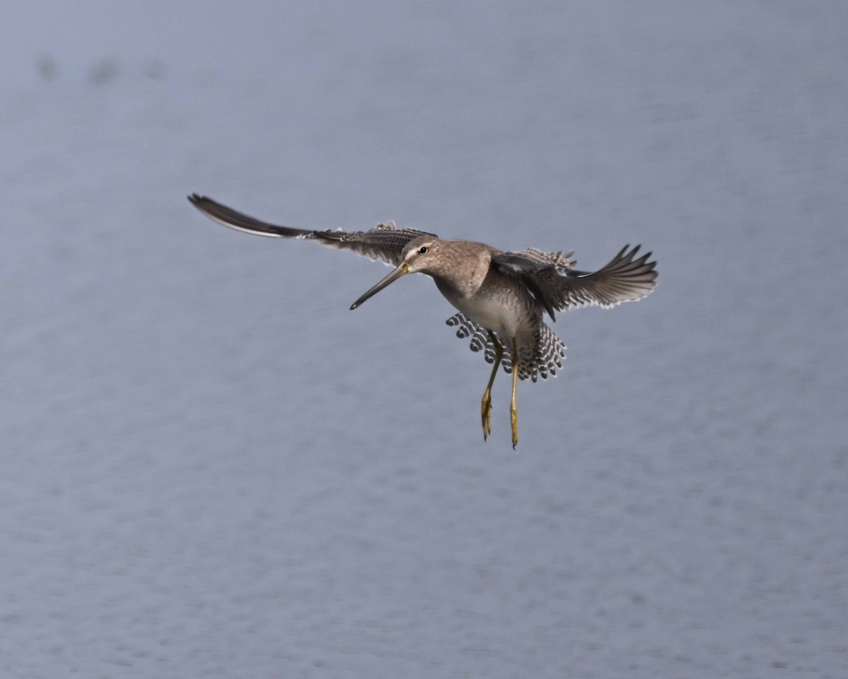 Limnodromo pettorossiccio - ML647125386