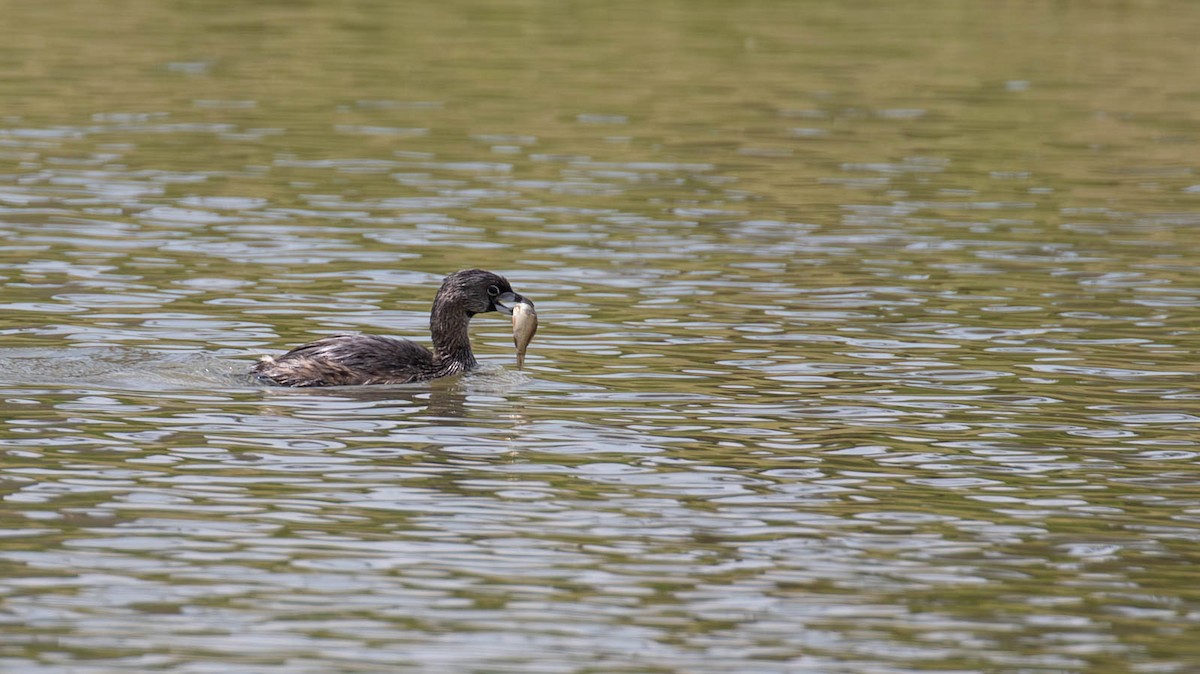 Pied-billed Grebe - ML647125390