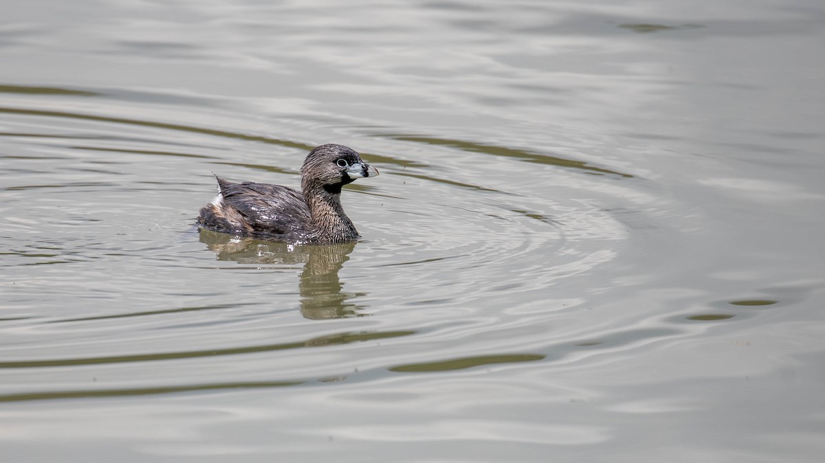 Pied-billed Grebe - ML647125391