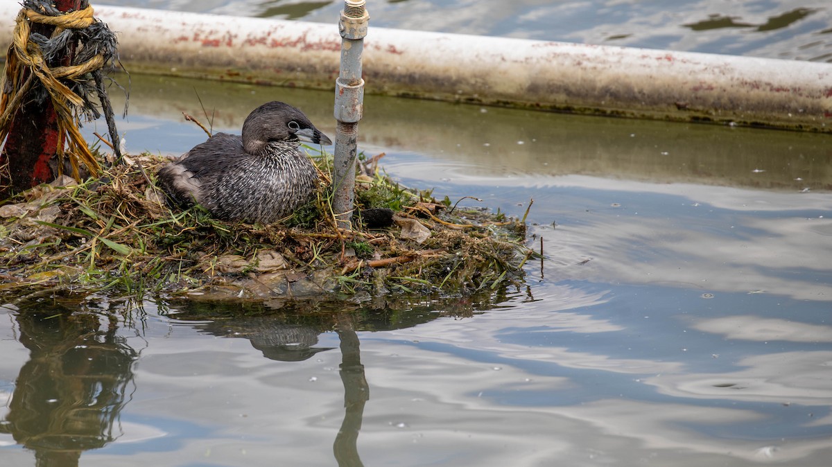 Pied-billed Grebe - ML647125392