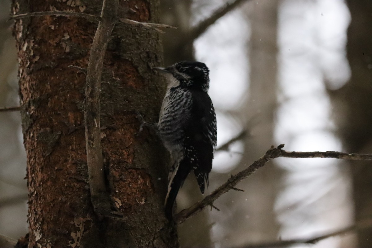 American Three-toed Woodpecker - ML647125393