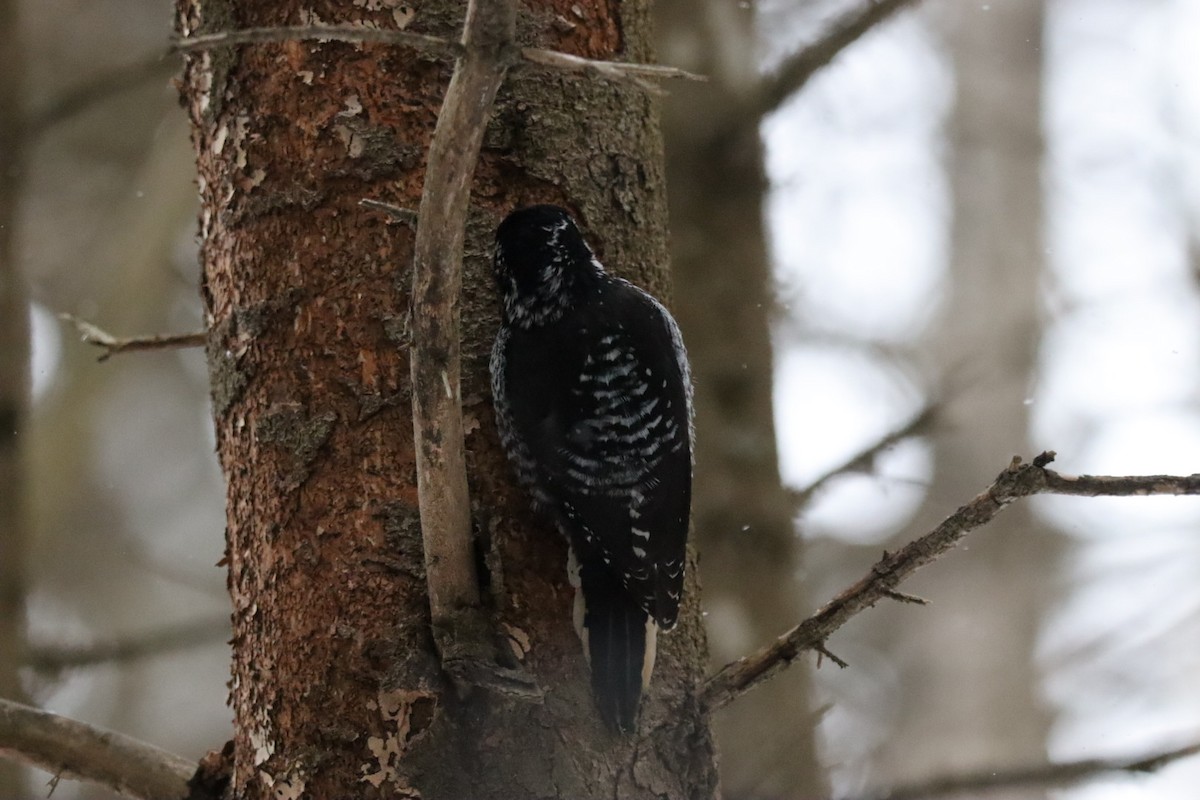 American Three-toed Woodpecker - ML647125394