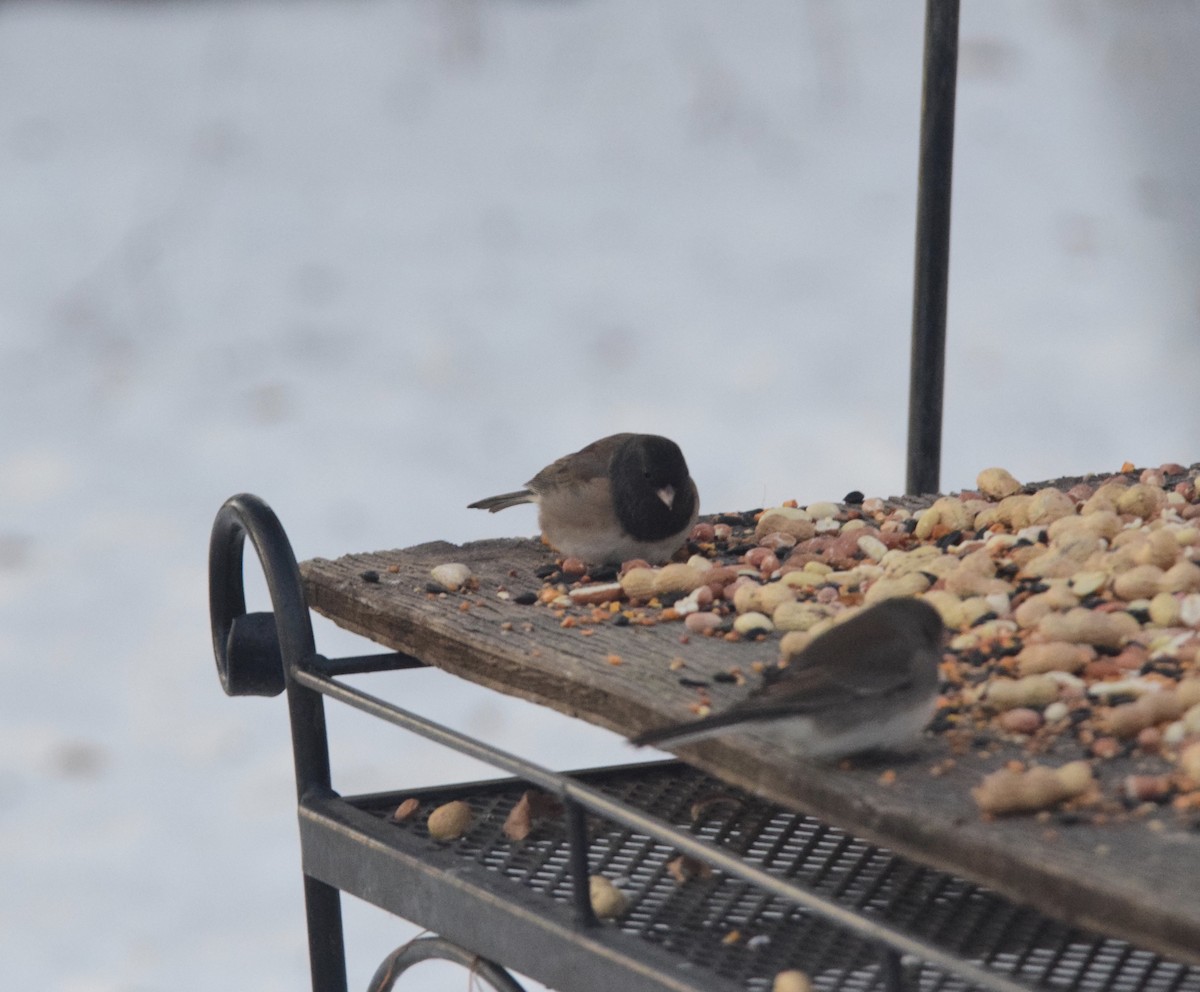 Dark-eyed Junco (Oregon) - ML647125395
