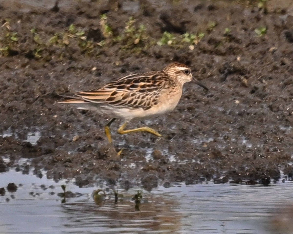 Sharp-tailed Sandpiper - ML647125396