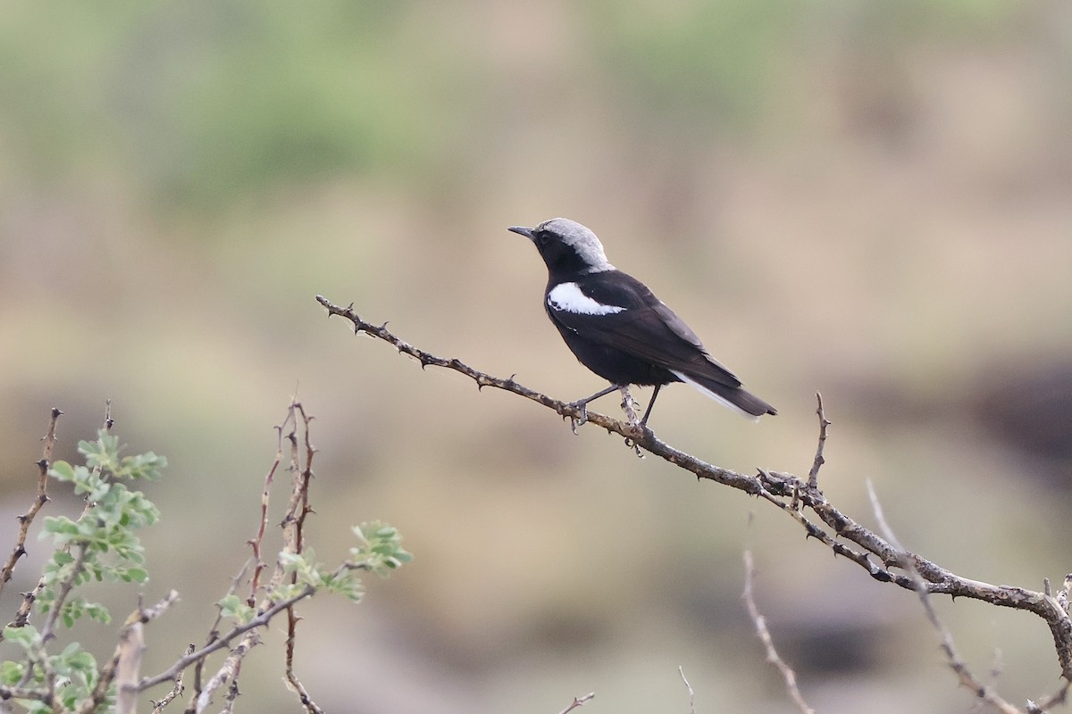 Mountain Chat - ML647125409