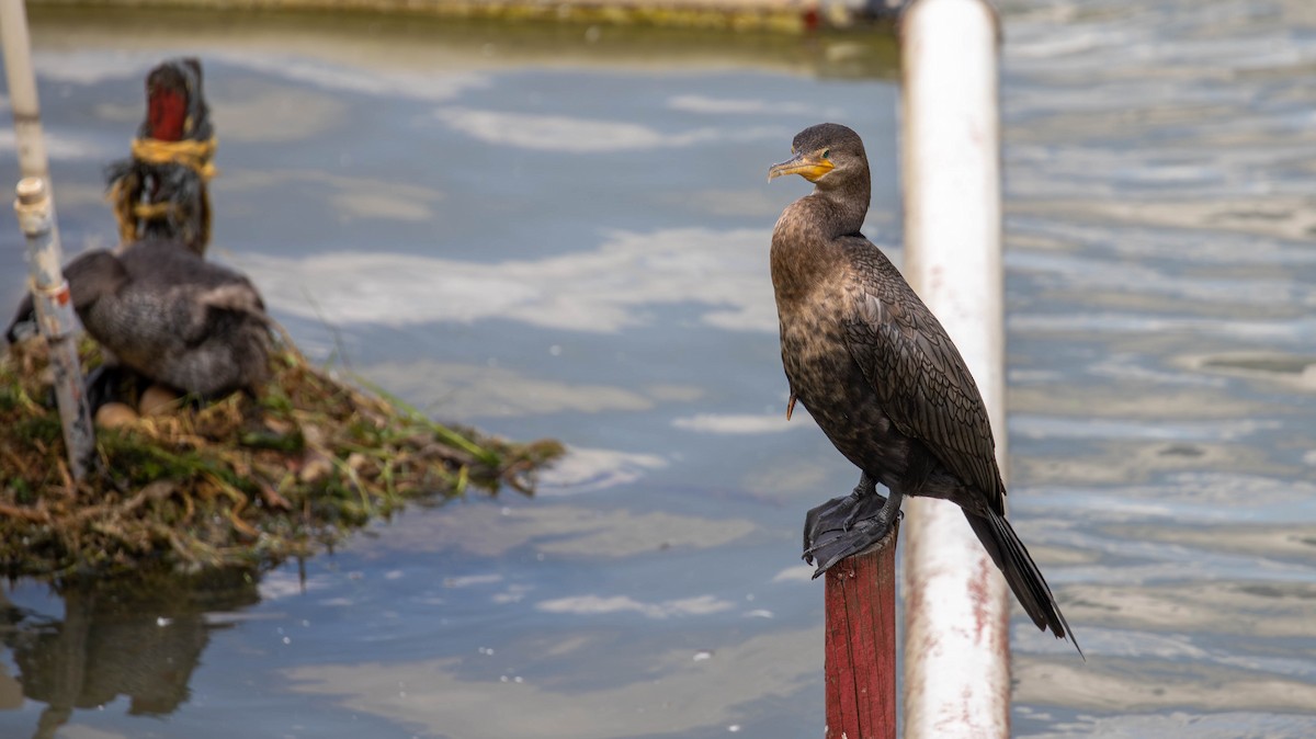 Neotropic Cormorant - ML647125415
