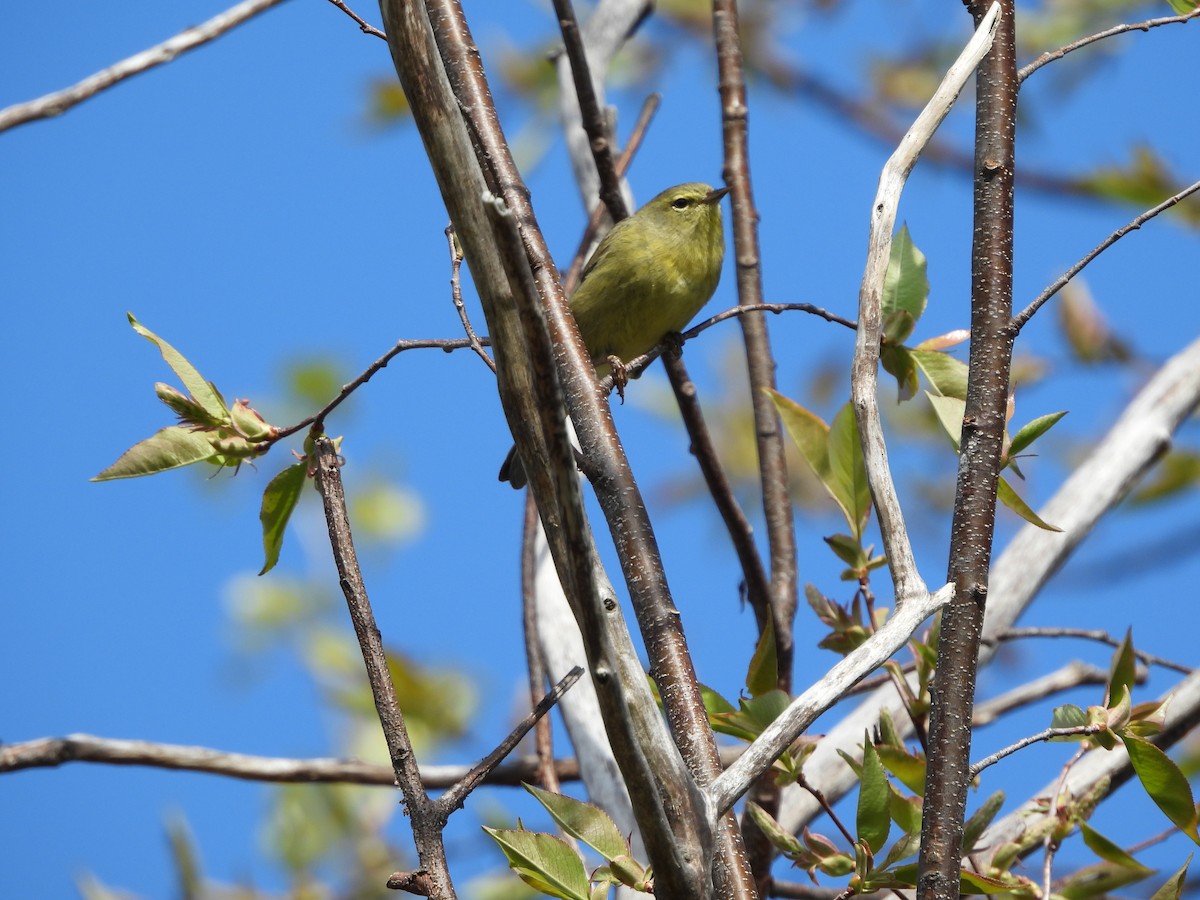 Orange-crowned Warbler - ML647125416