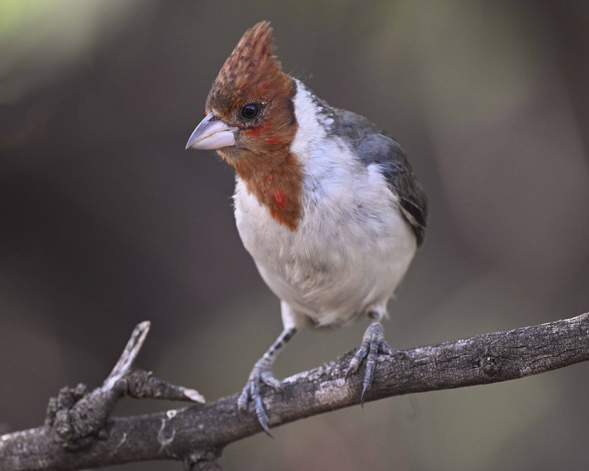 Red-crested Cardinal - ML647125418