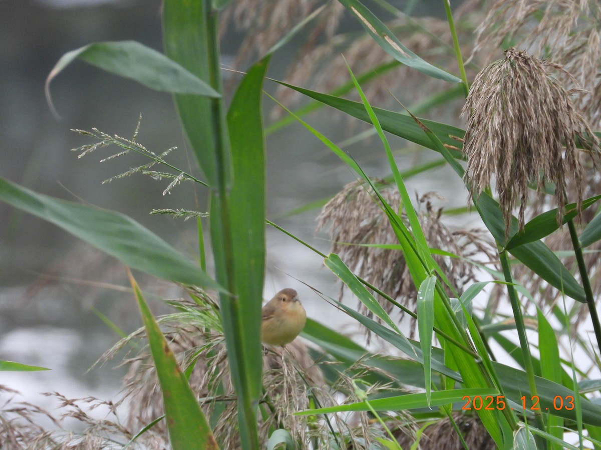 Plain Prinia - ML647125419