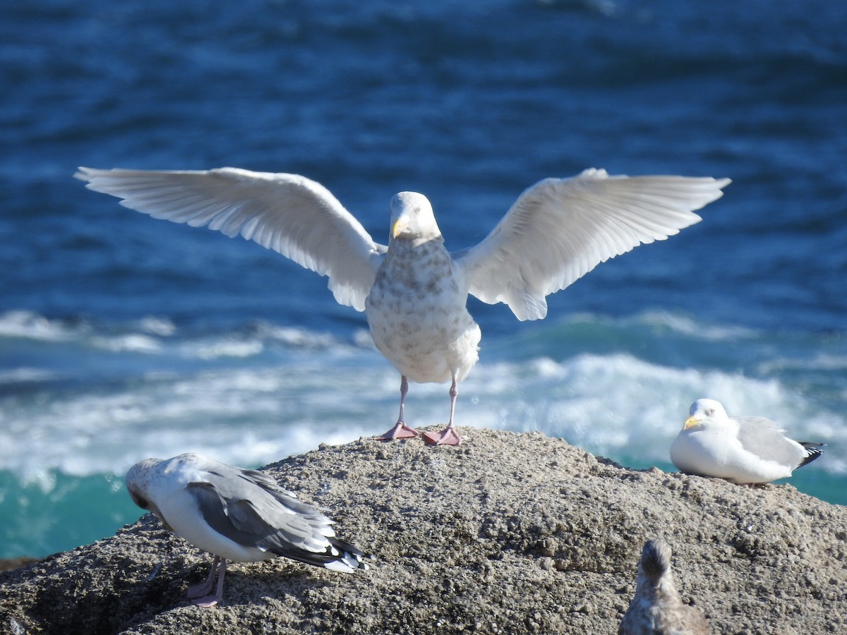 Бургомистр - ML647125421