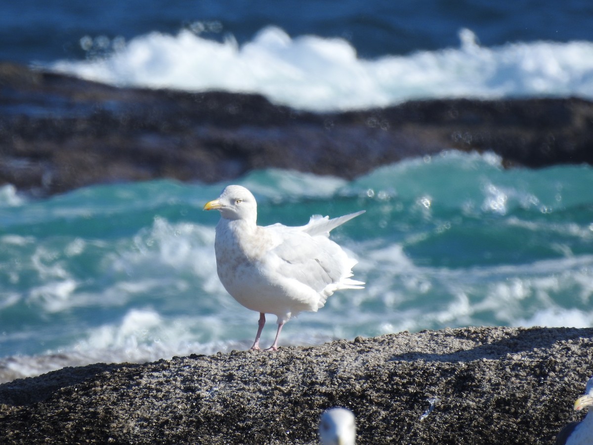 Бургомистр - ML647125422