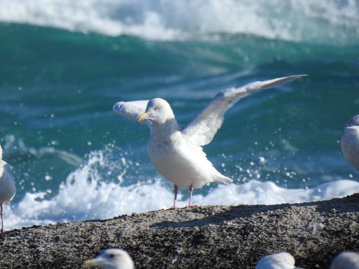 Бургомистр - ML647125423