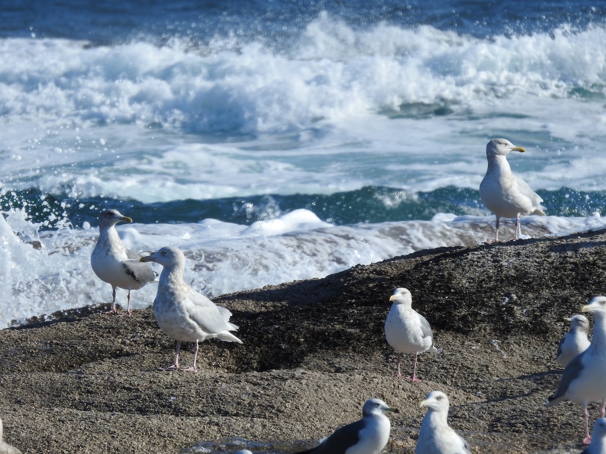 Бургомистр - ML647125424