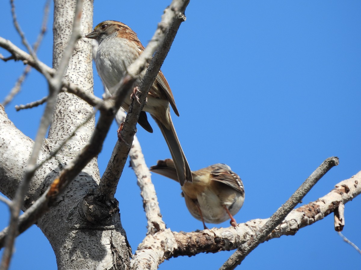White-crowned Sparrow - ML647125427