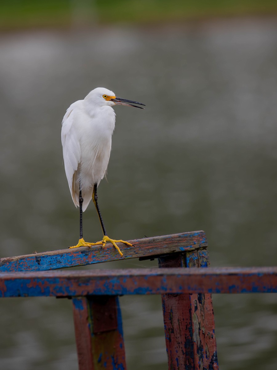 Snowy Egret - ML647125428