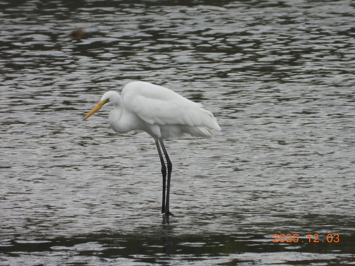 לבנית גדולה - ML647125429