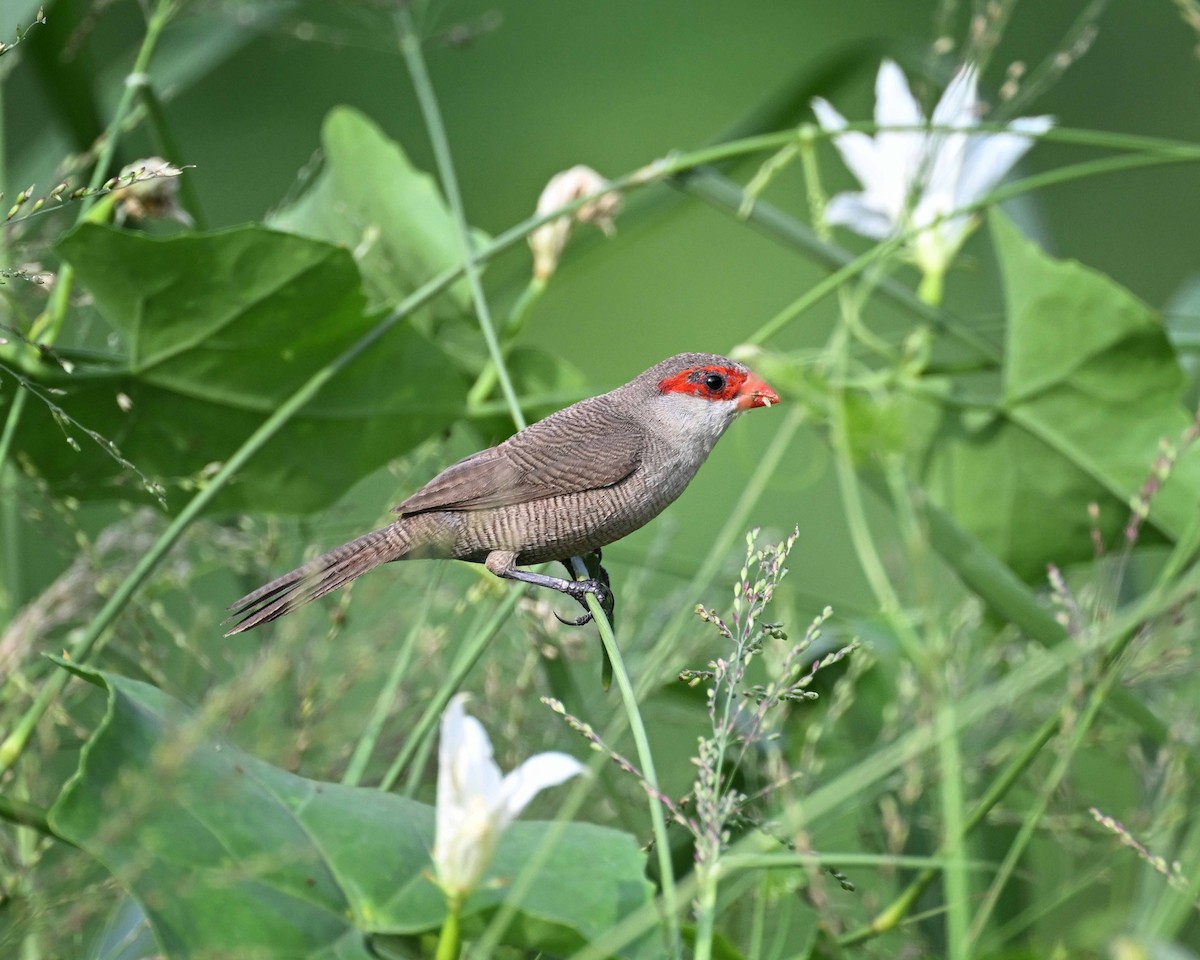 Common Waxbill - ML647125430
