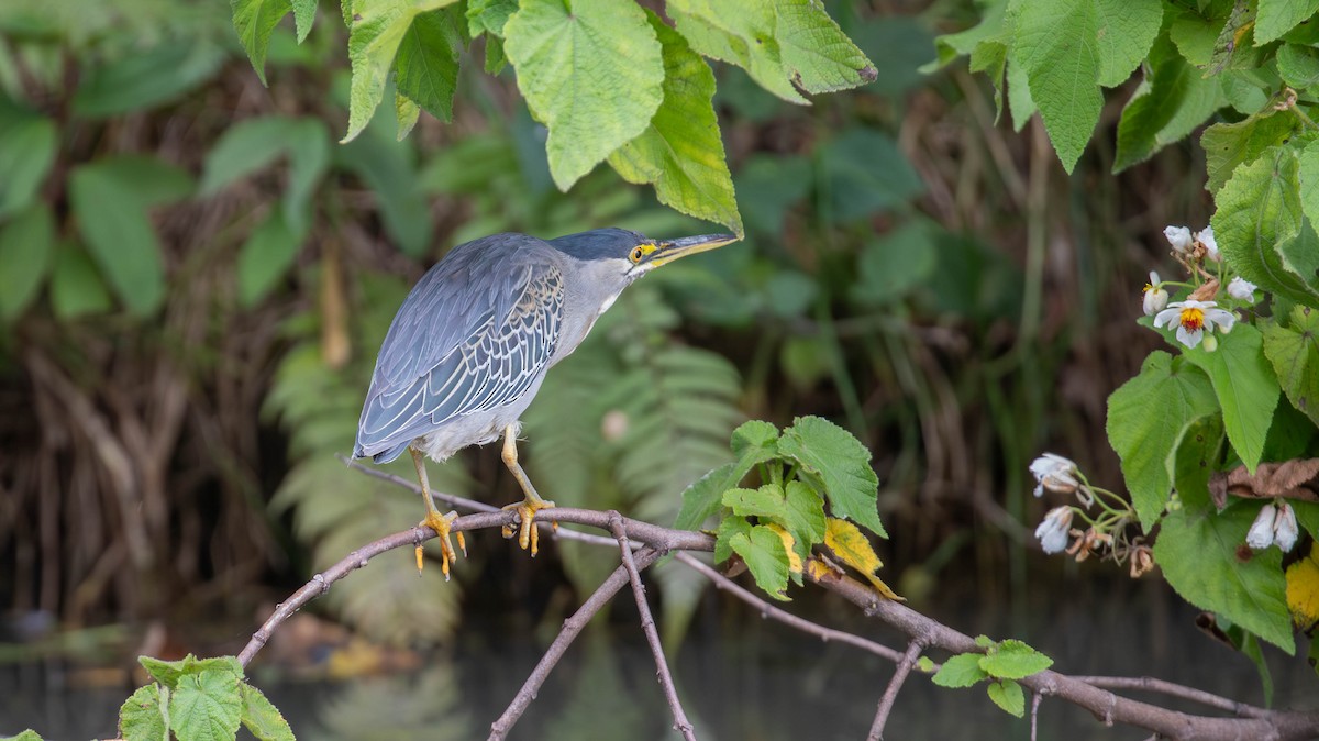 Striated Heron - ML647125432