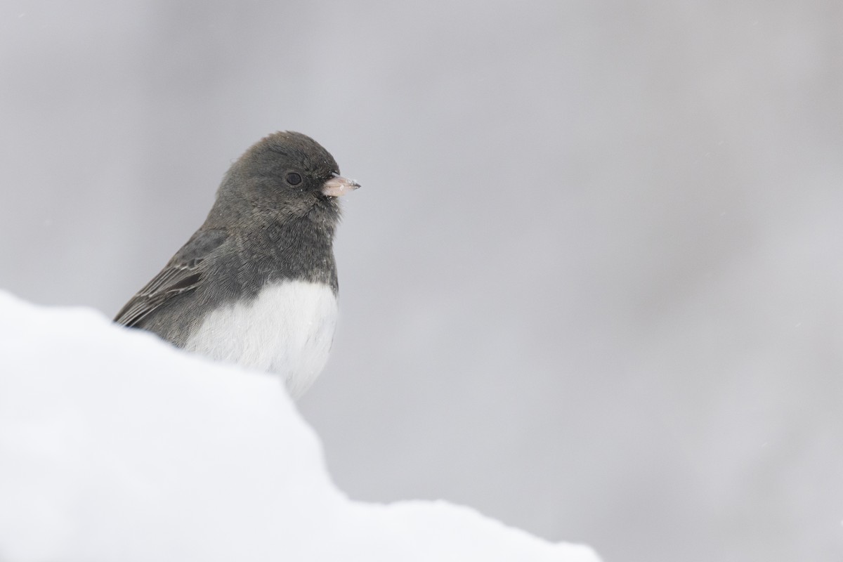 Dark-eyed Junco (Slate-colored) - ML647125433