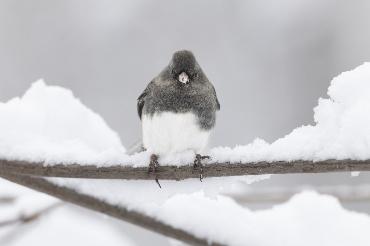 Dark-eyed Junco (Slate-colored) - ML647125434