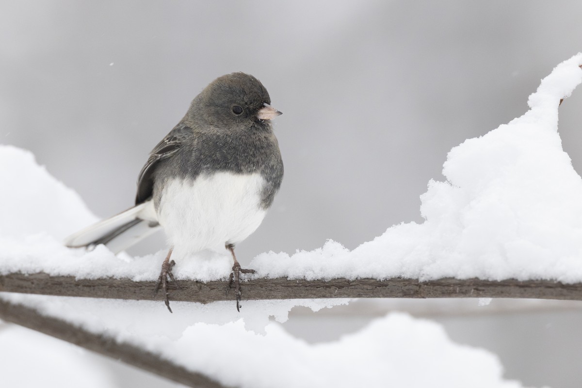 Dark-eyed Junco (Slate-colored) - ML647125435