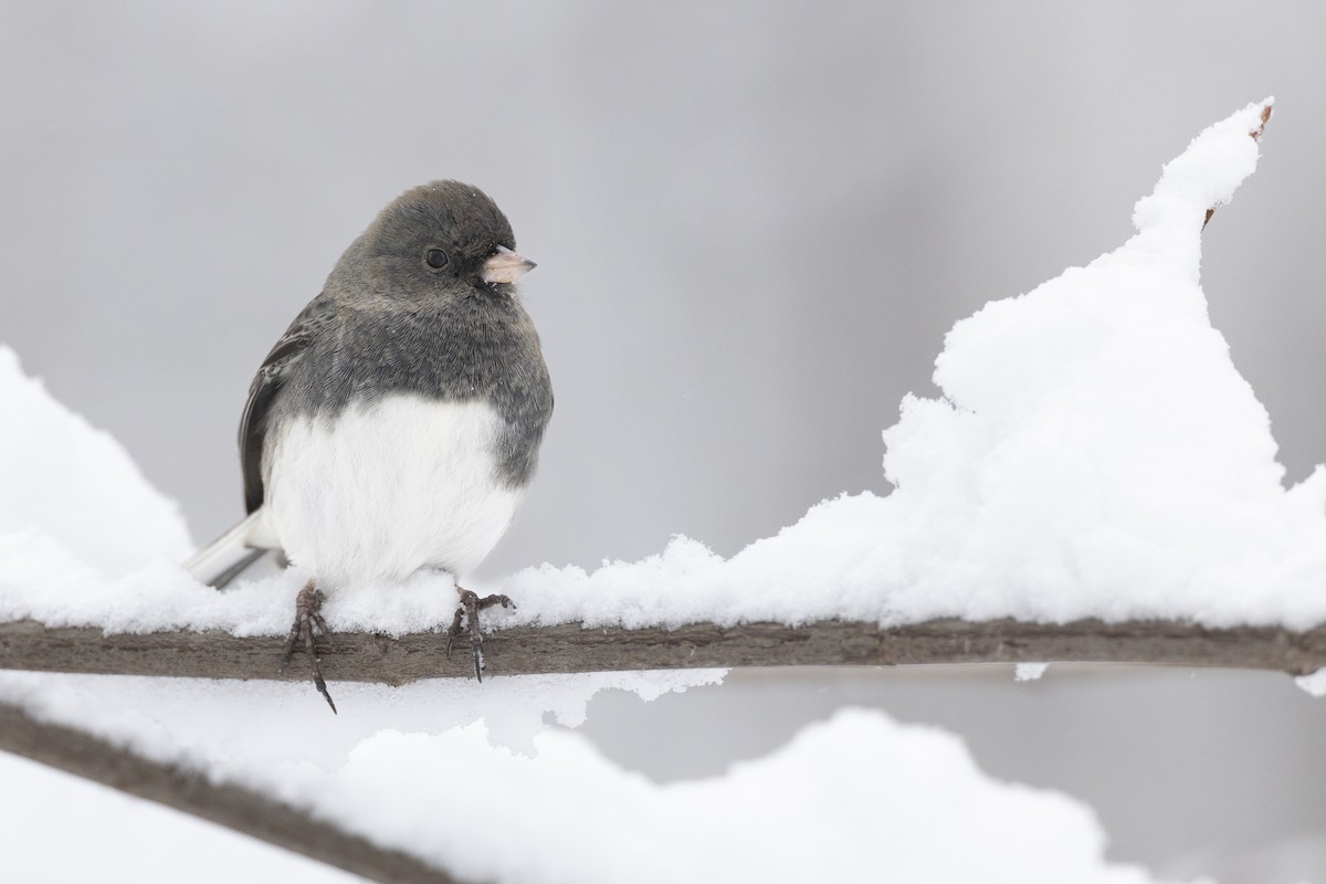 Dark-eyed Junco (Slate-colored) - ML647125436